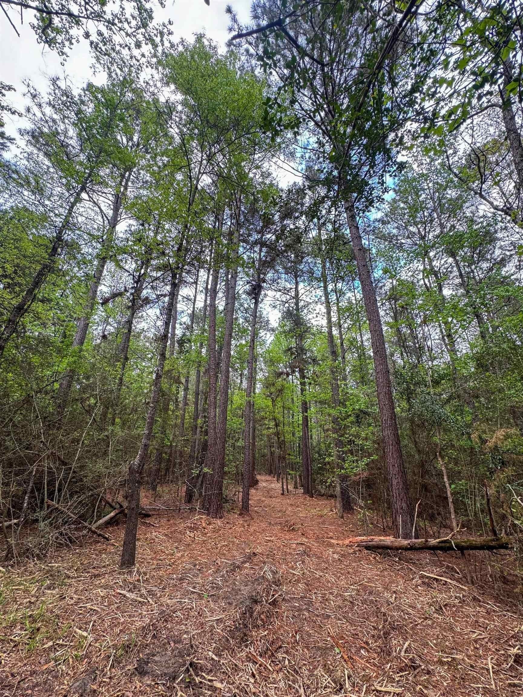 12.1 acres in Cass County - photo 7