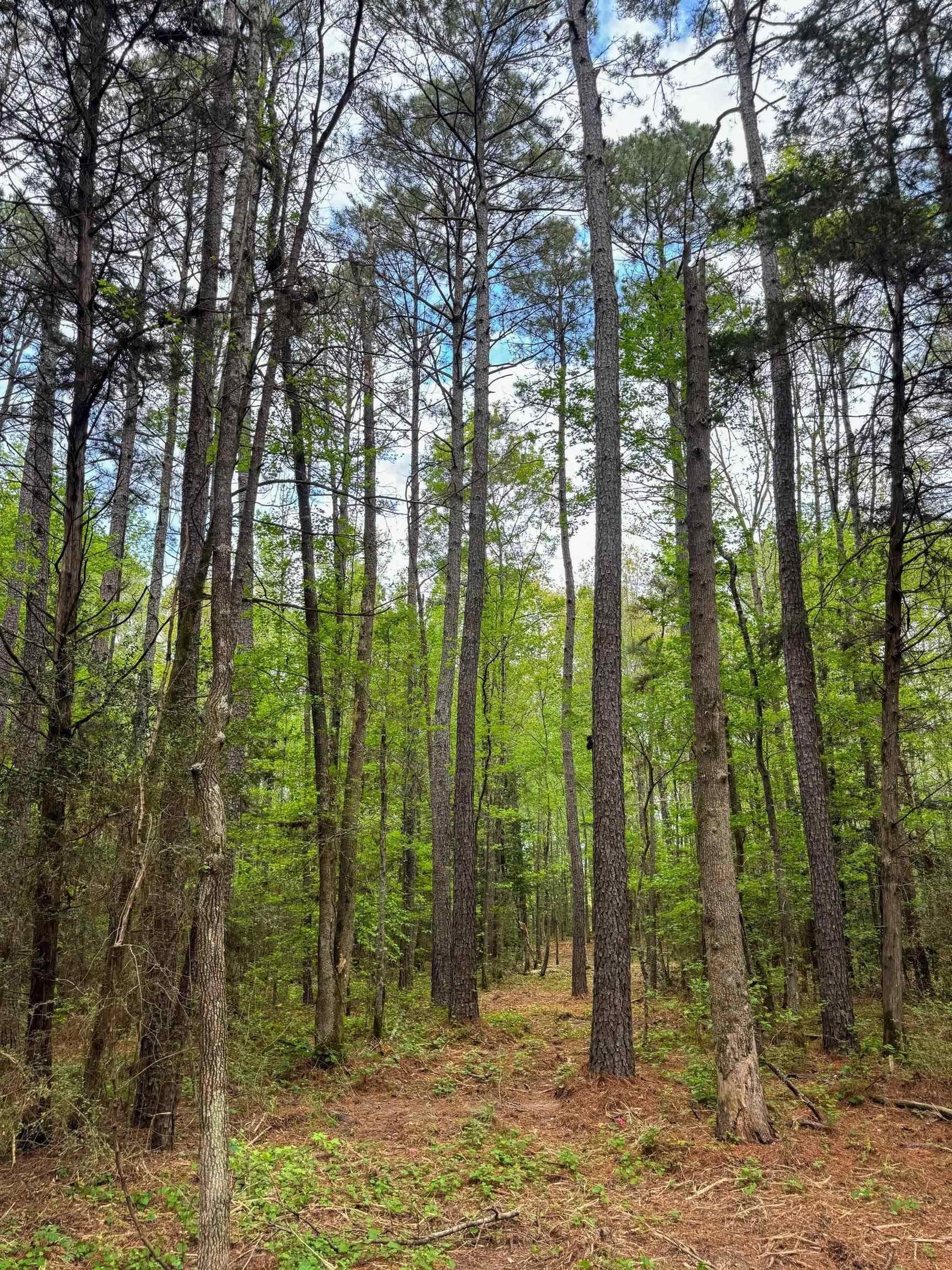 12.1 acres in Cass County - photo 10