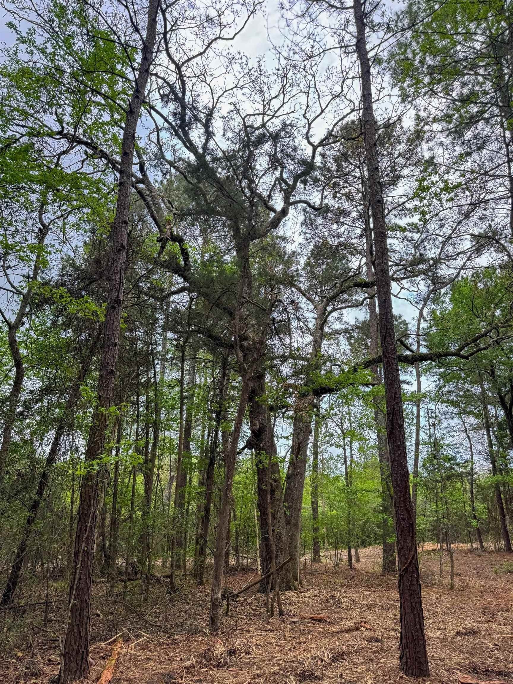 12.1 acres in Cass County - photo 6