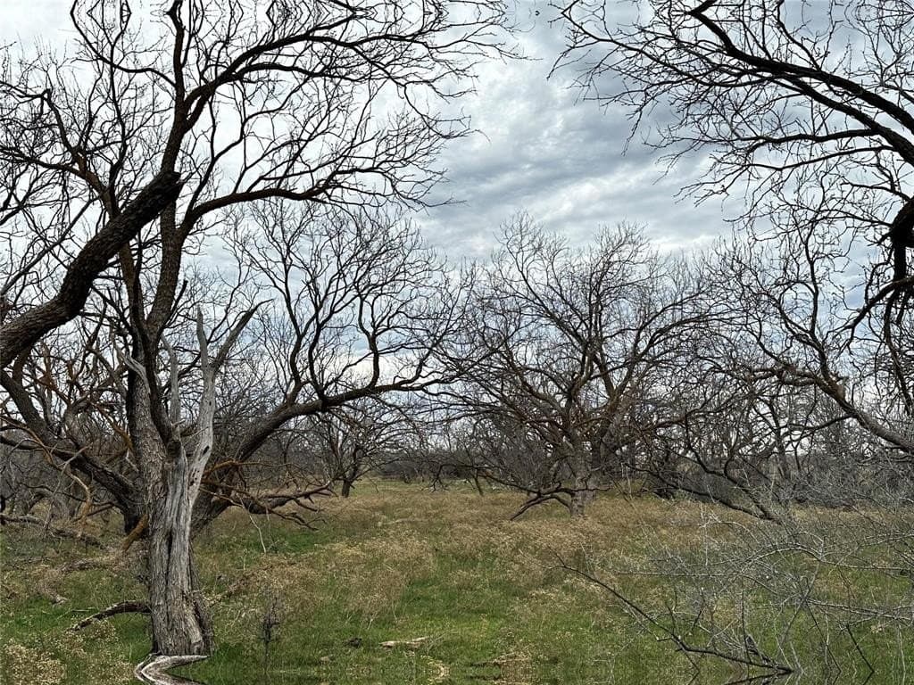14 acres in Callahan County featured view