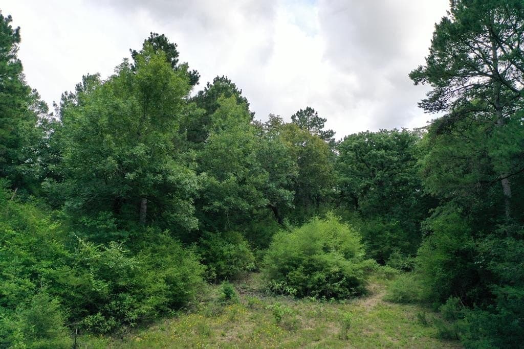 54.97 acres in ANDERSON County gallery image 2