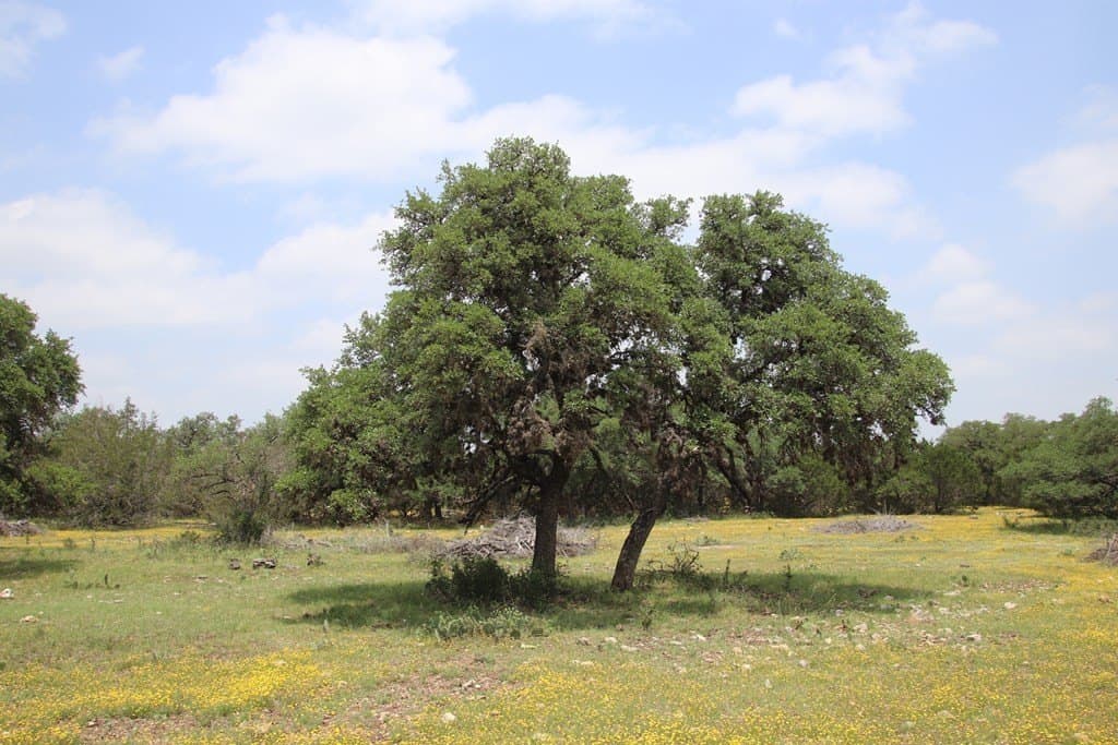 81.48 acres in Edwards County gallery image 3