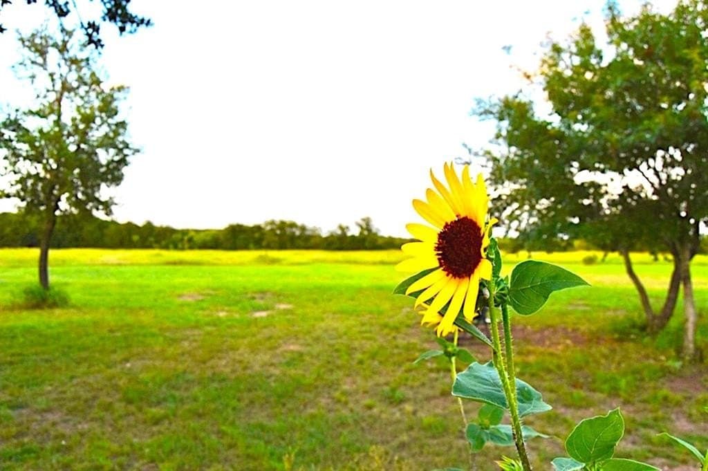 24.6 acres in Bosque County gallery image 2