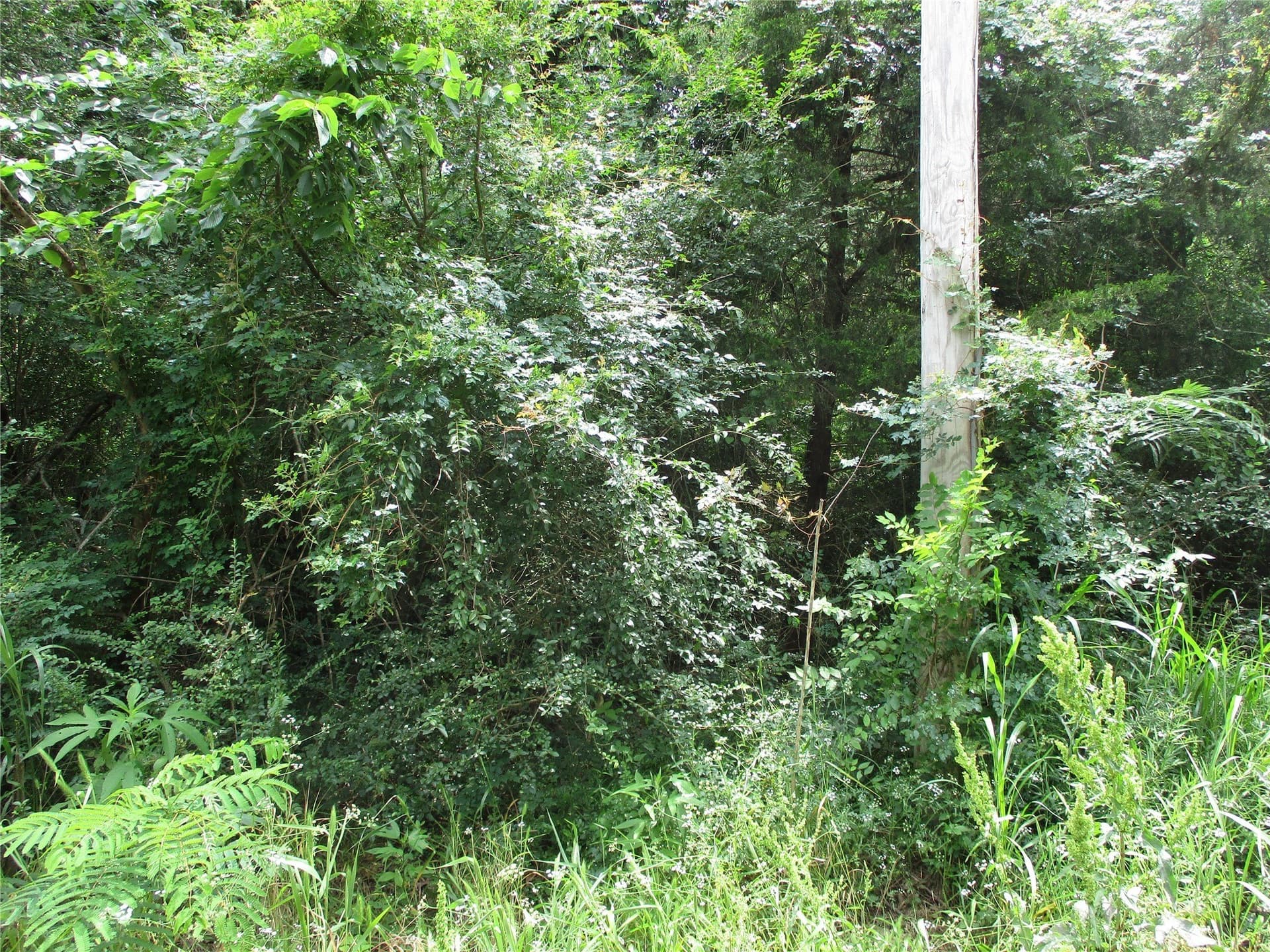2.85 acres in Rains County - photo 6