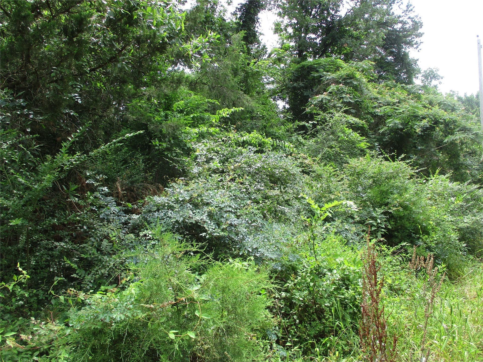 2.85 acres in Rains County gallery image 4