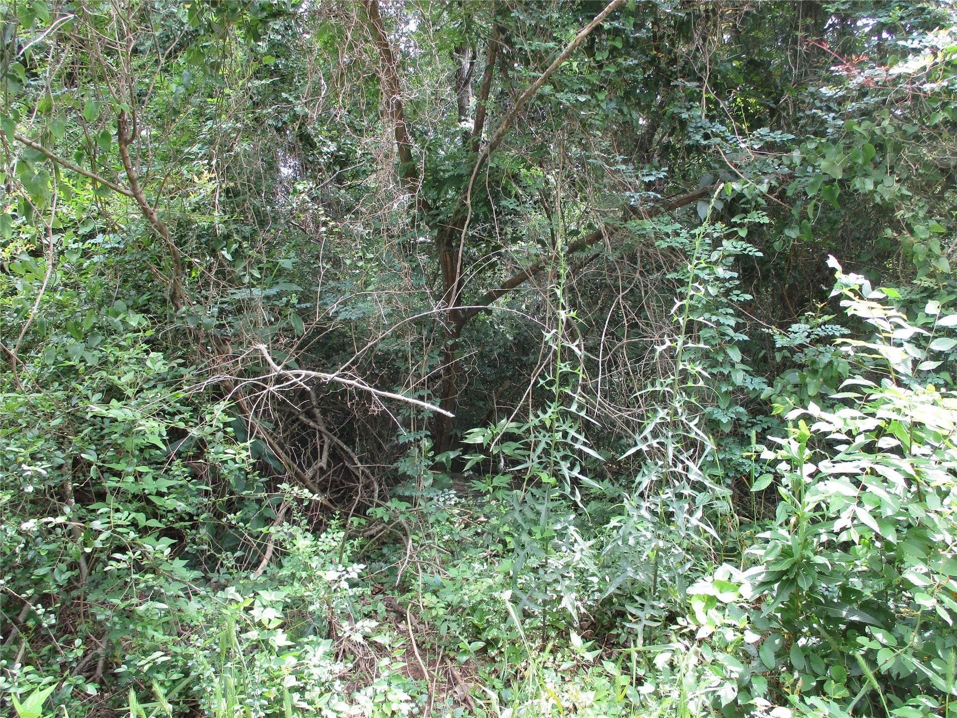 2.85 acres in Rains County featured view