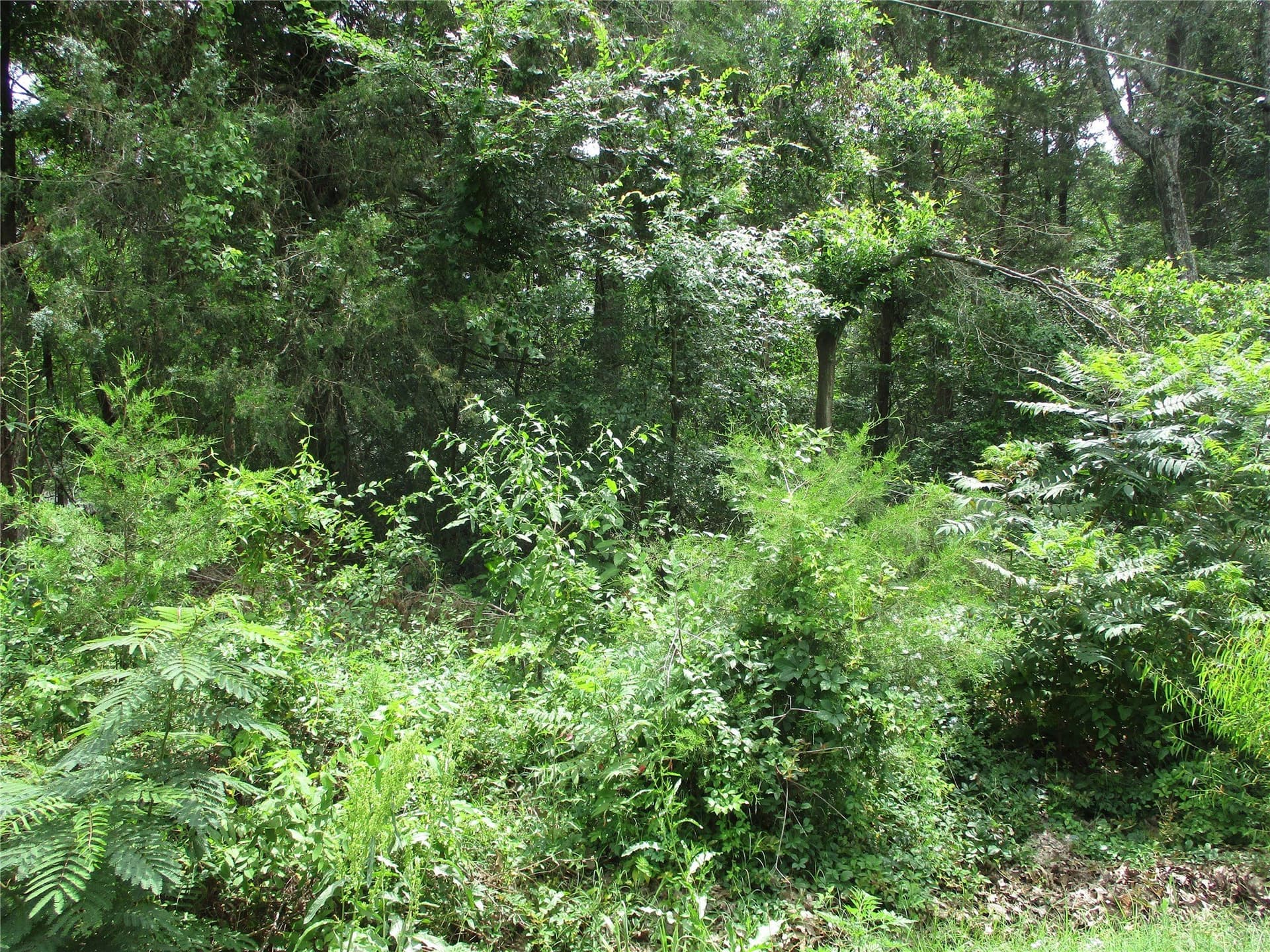 2.85 acres in Rains County gallery image 2