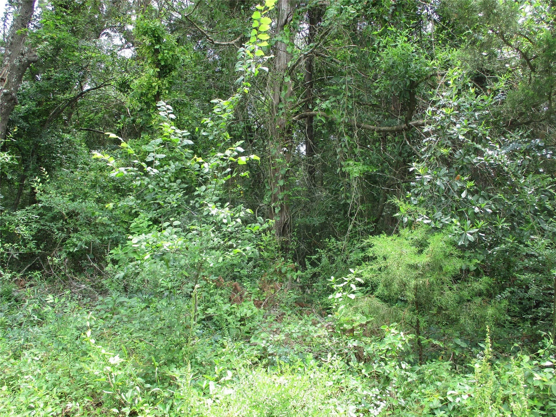 2.85 acres in Rains County gallery image 3