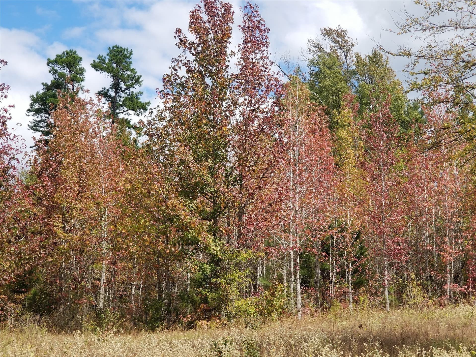 60 acres in Henderson County - photo 32