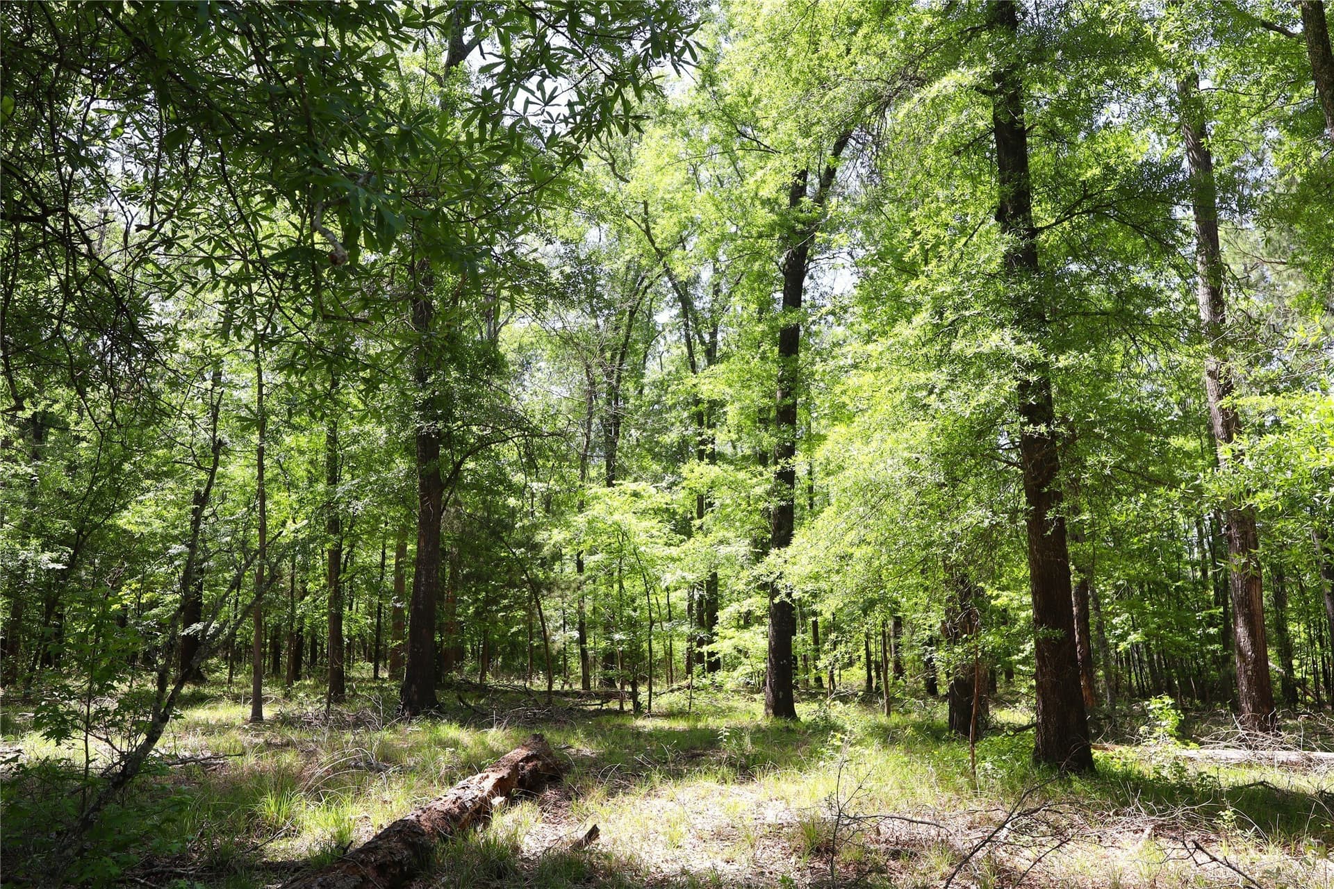 60 acres in Henderson County - photo 29