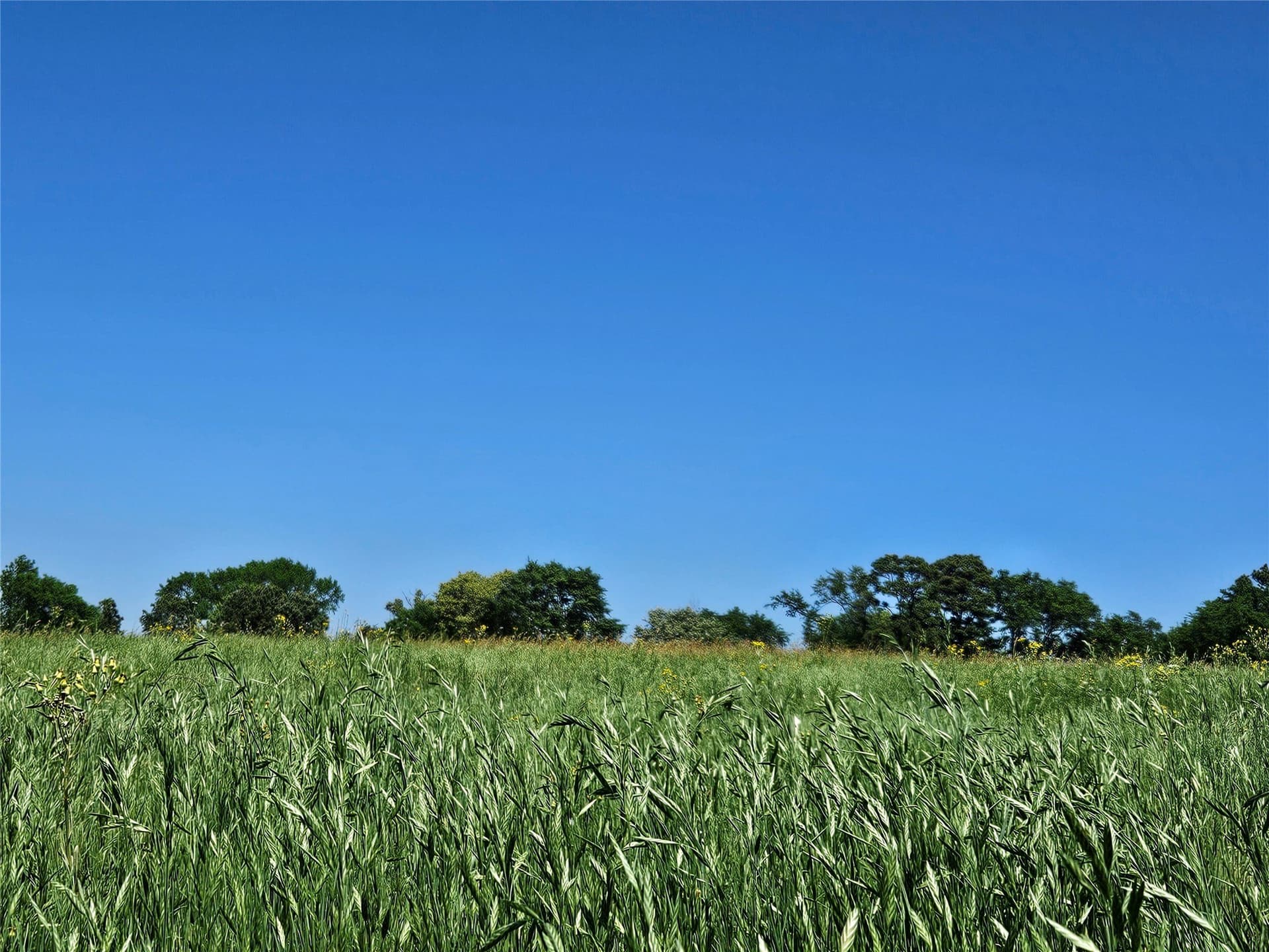60 acres in Henderson County - photo 24