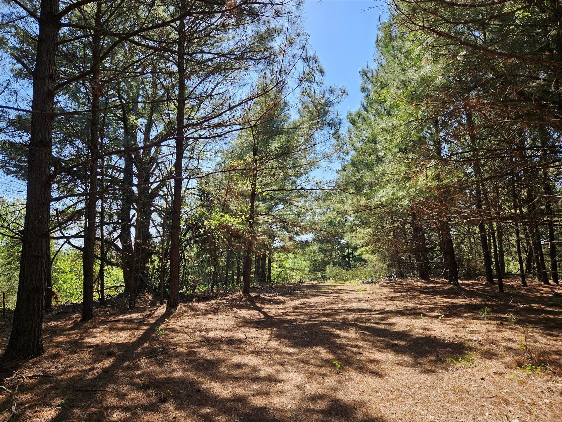 60 acres in Henderson County - photo 28