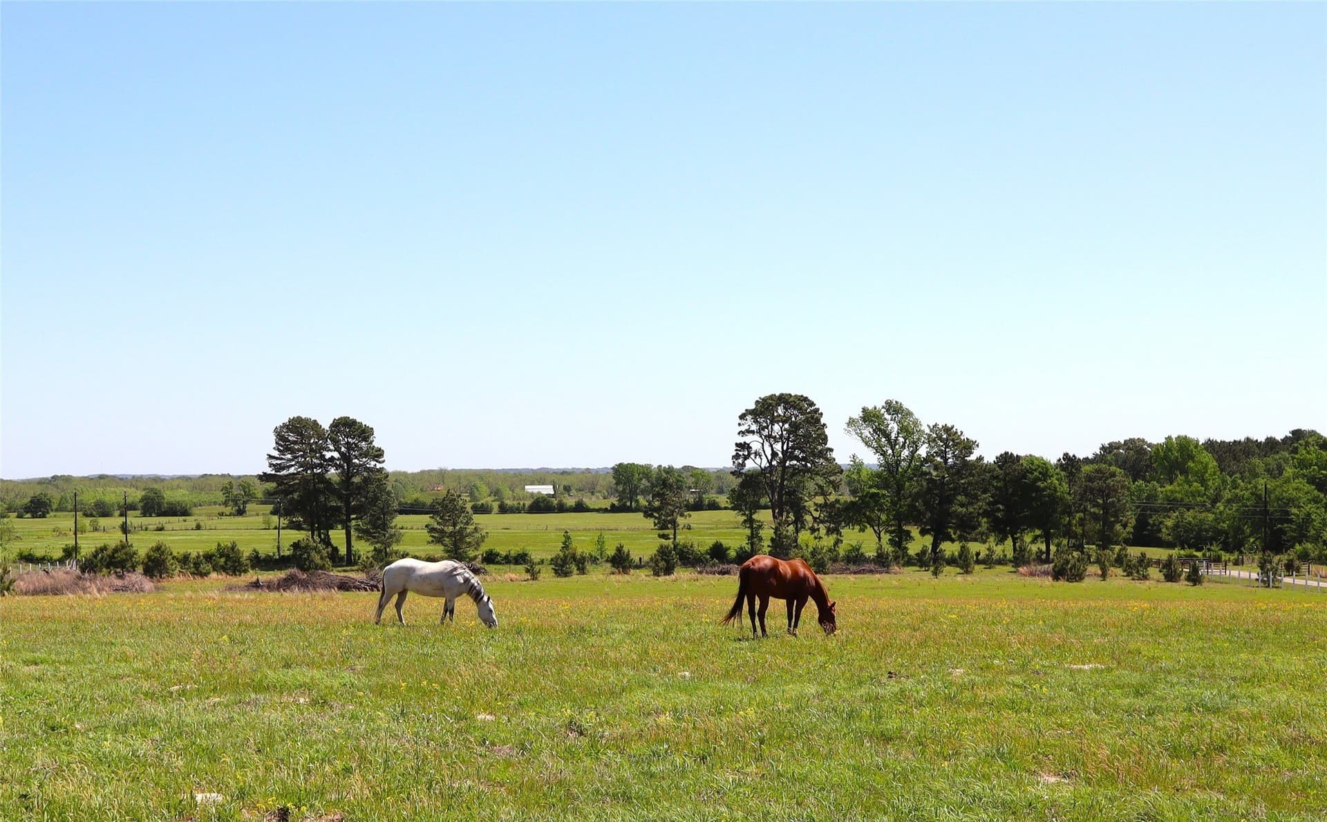 60 acres in Henderson County - photo 9