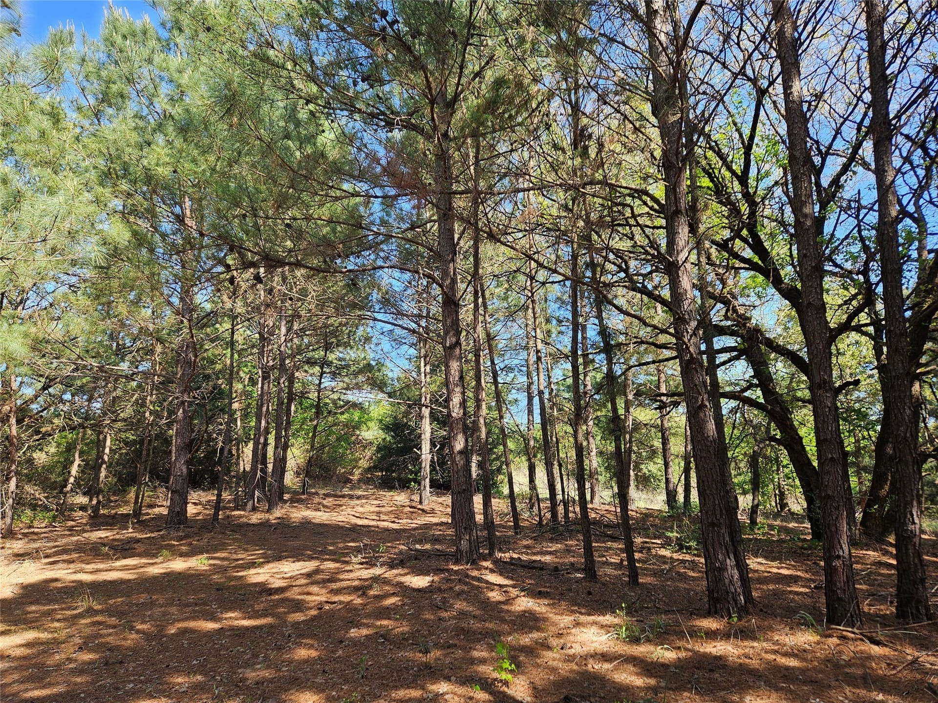 60 acres in Henderson County - photo 27