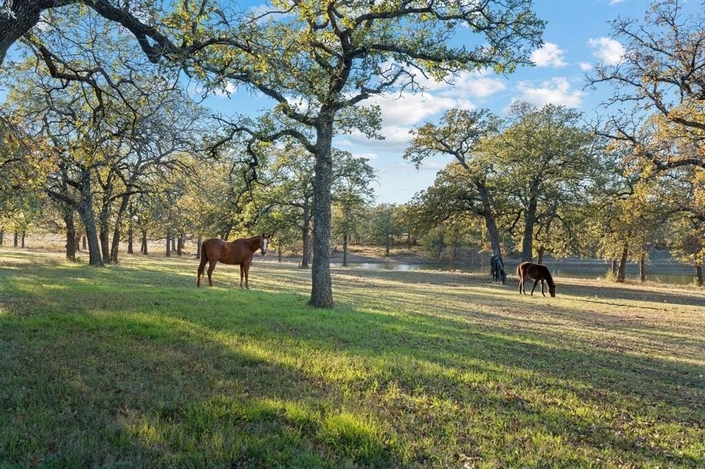33.34 acres in Wise County gallery image 4