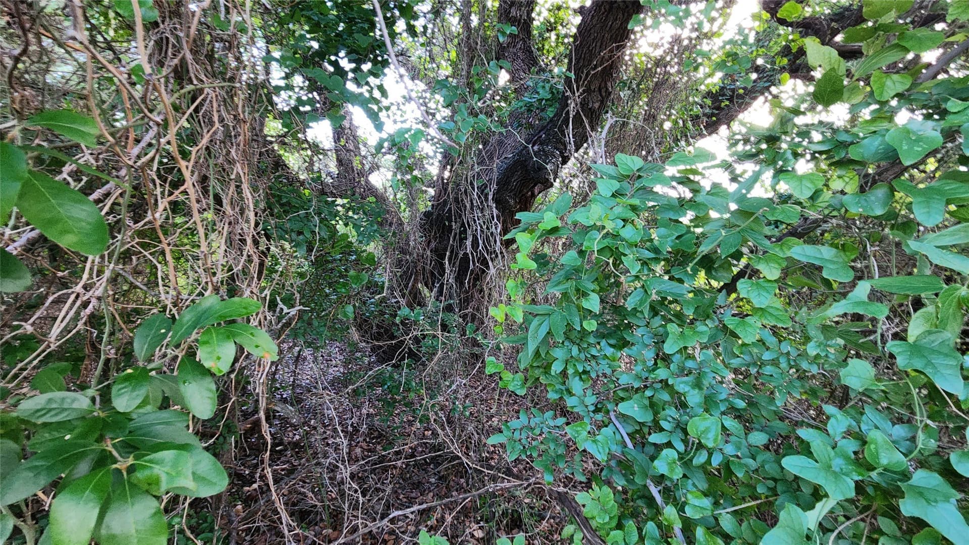 0.18 acres in Hood County - photo 4