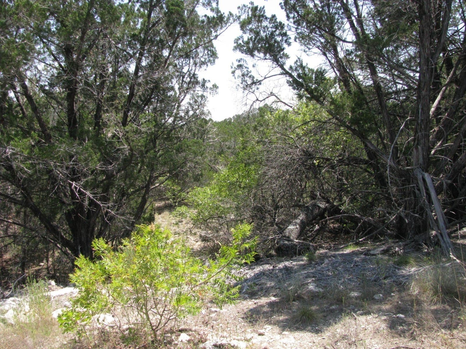 10.06 acres in Coryell County - photo 11