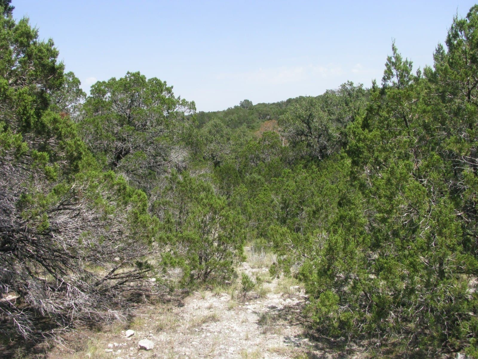10.06 acres in Coryell County - photo 17
