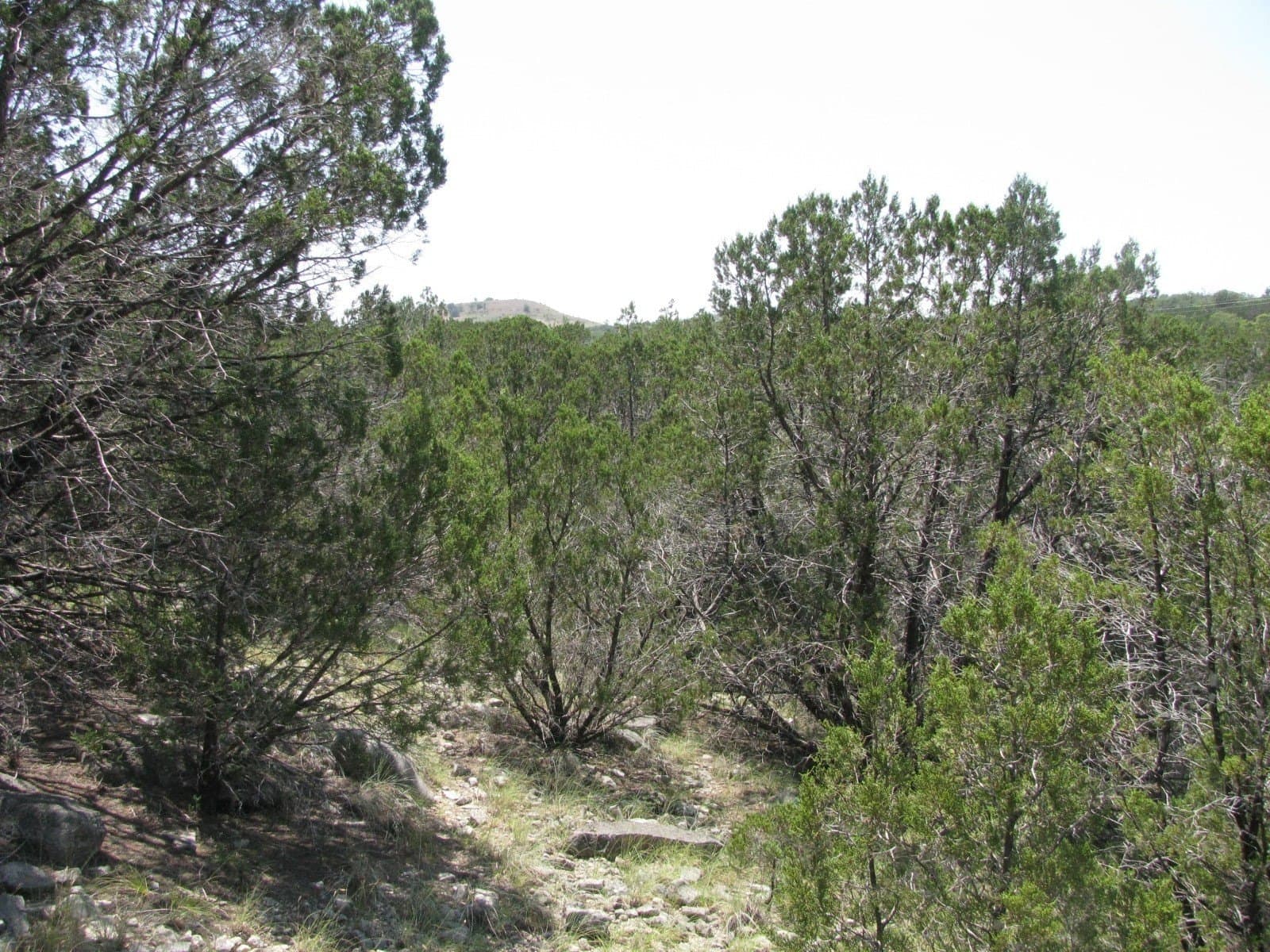 10.06 acres in Coryell County gallery image 4