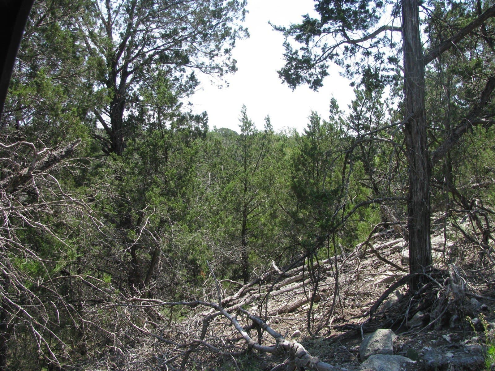 10.06 acres in Coryell County gallery image 2