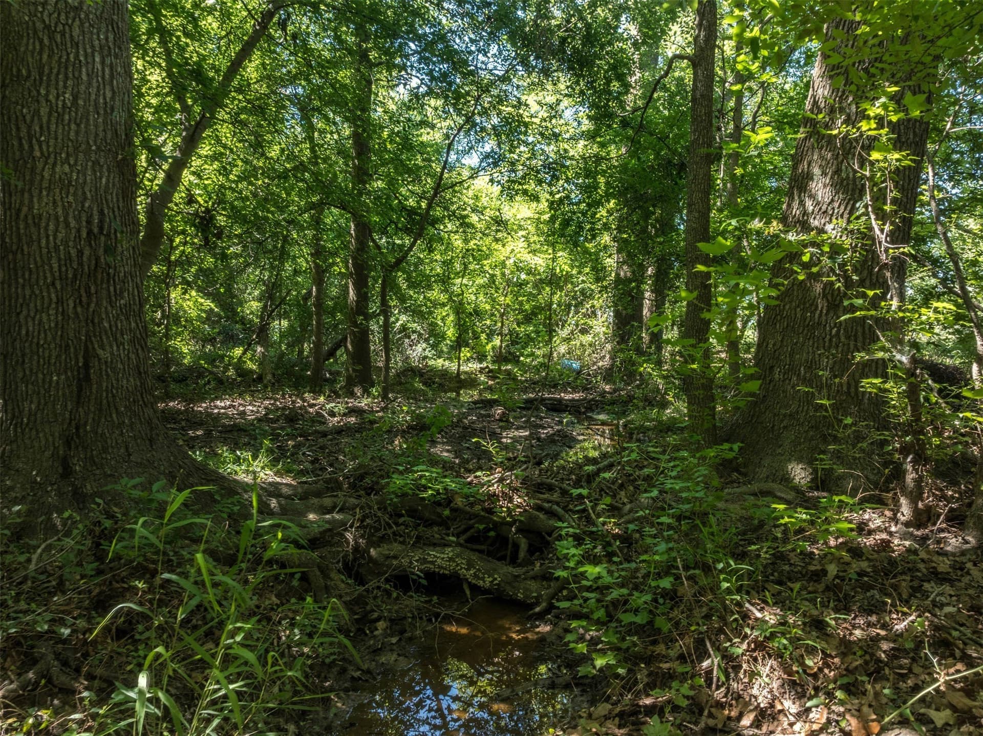 43.54 acres in Franklin (TX) County - photo 24