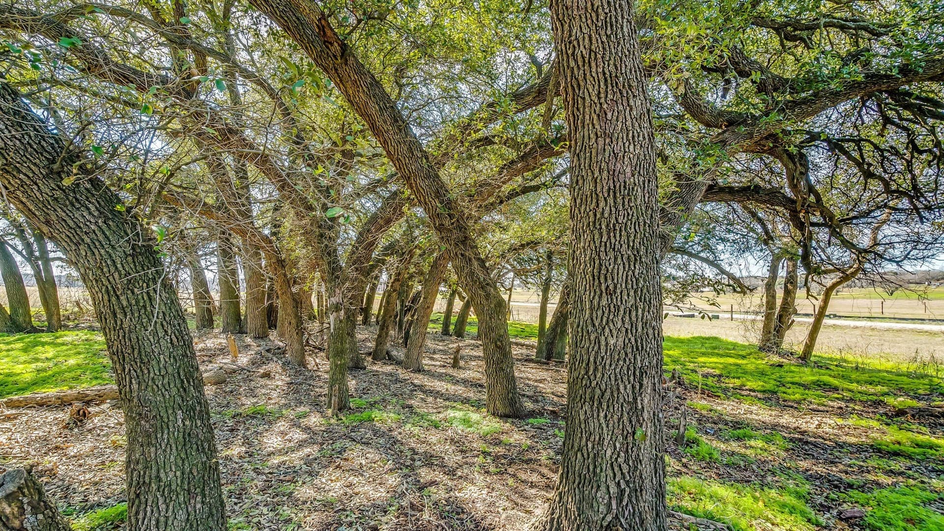 4 acres in Parker County - photo 7