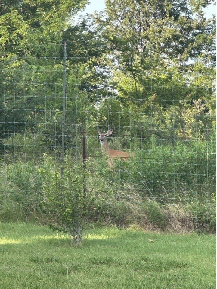 23.19 acres in Hunt County - photo 4