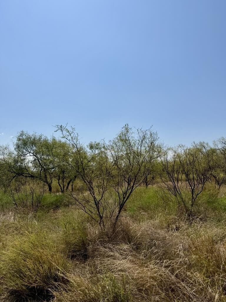 64.59 acres in Menard County - photo 5