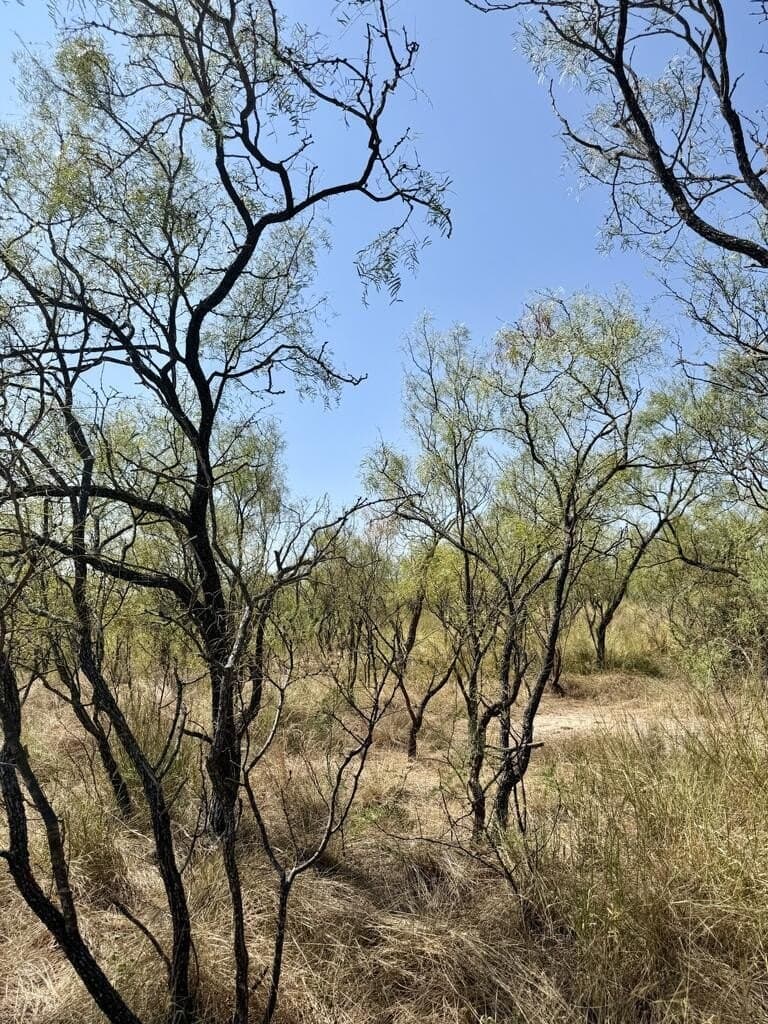 64.59 acres in Menard County - photo 9