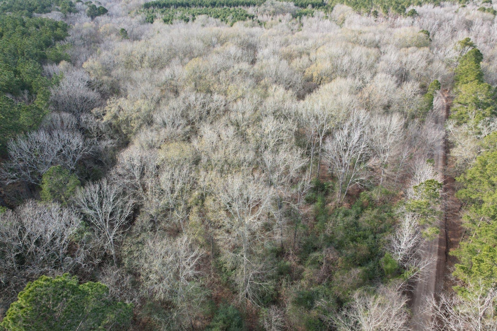16 acres in Shelby County - photo 6