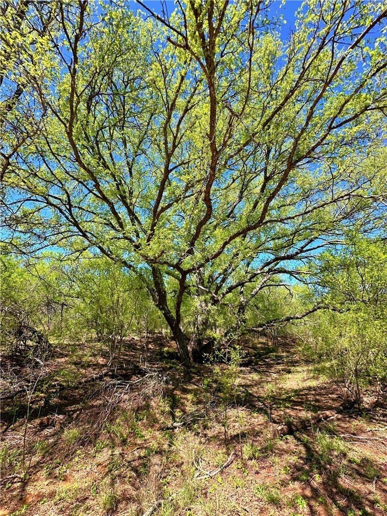 100 acres in Atascosa County - photo 15