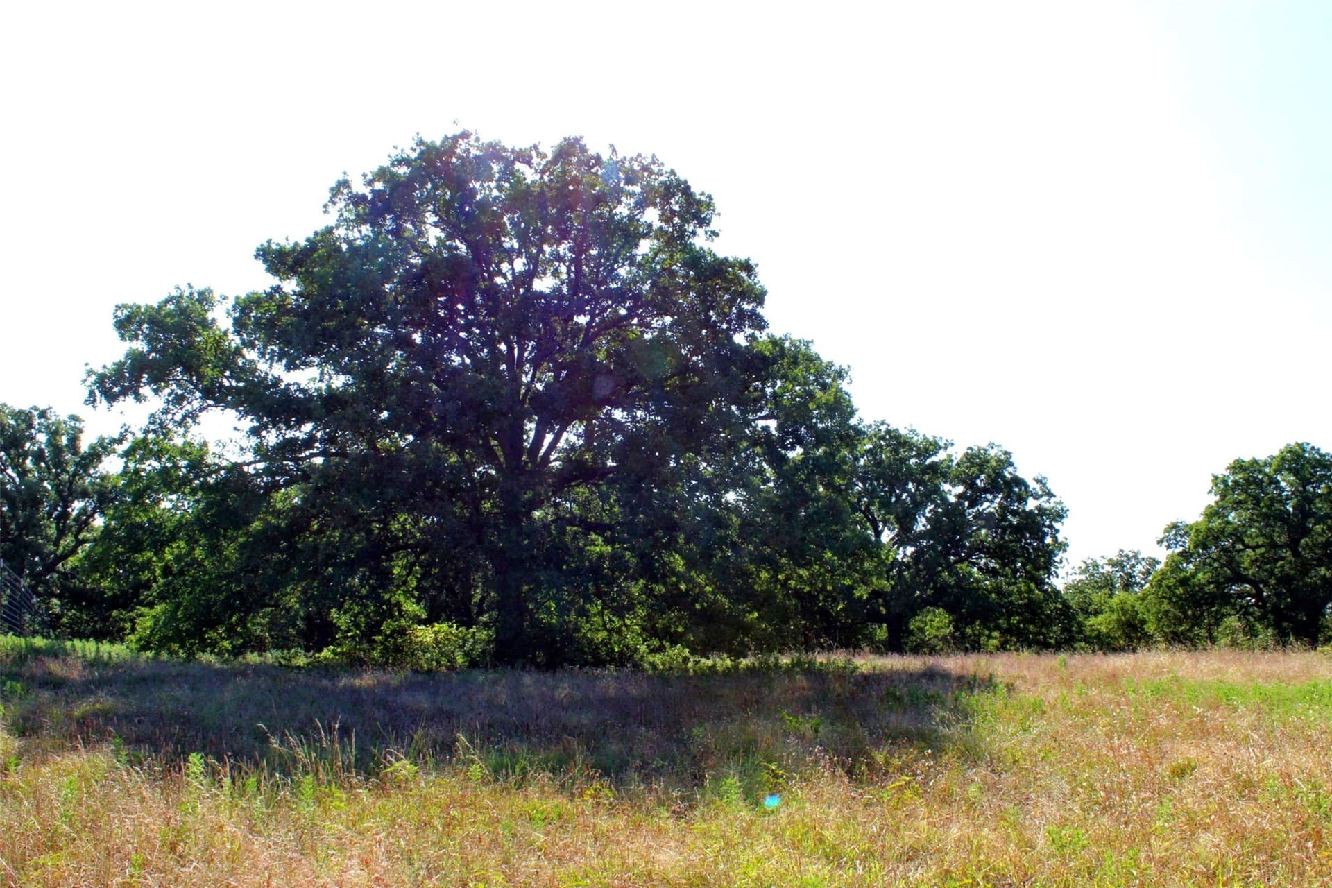 11.05 acres in Wise County - photo 29