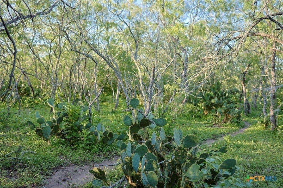 453 acres in Bee County - photo 29