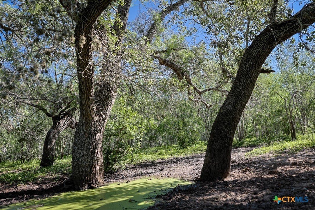 453 acres in Bee County - photo 42