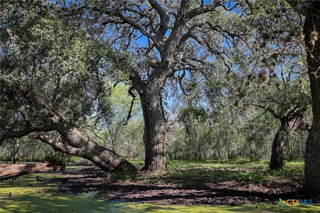 453 acres in Bee County - photo 41