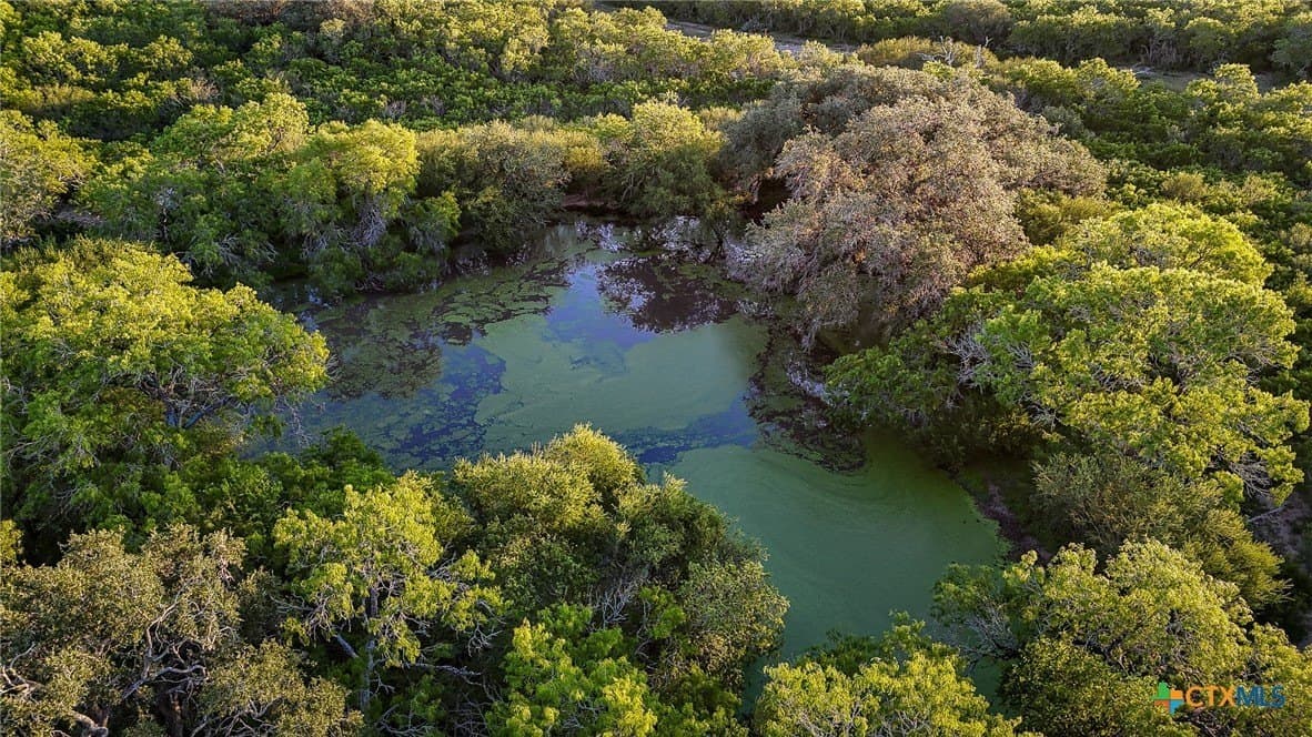 453 acres in Bee County gallery image 4