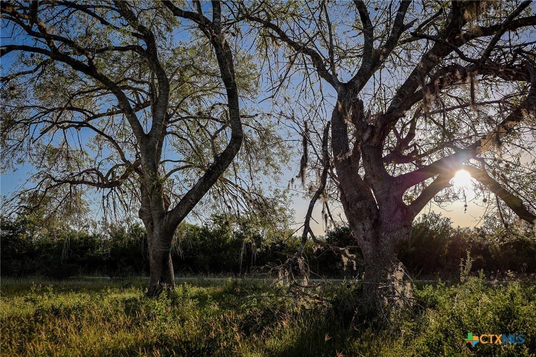 453 acres in Bee County - photo 23