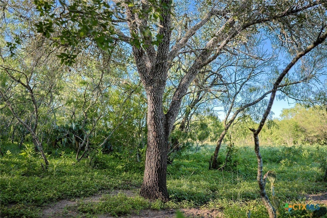 453 acres in Bee County - photo 37