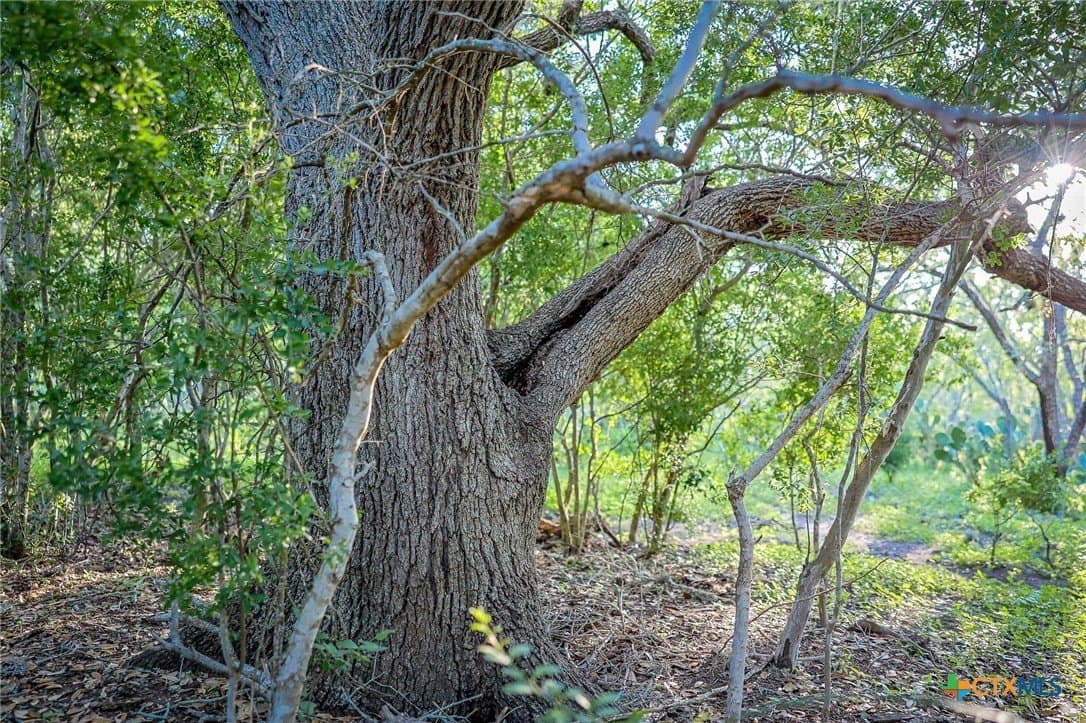 453 acres in Bee County - photo 31