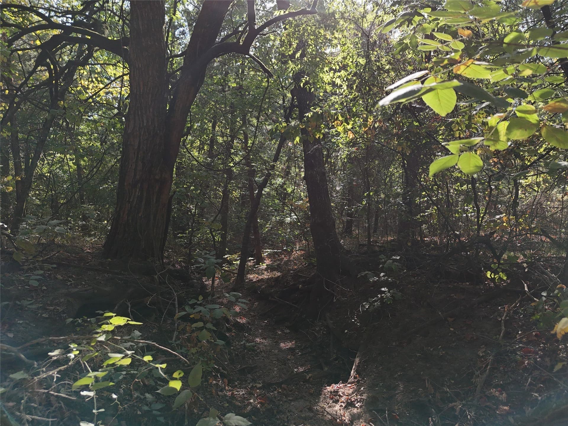 17 acres in Fannin County - photo 11