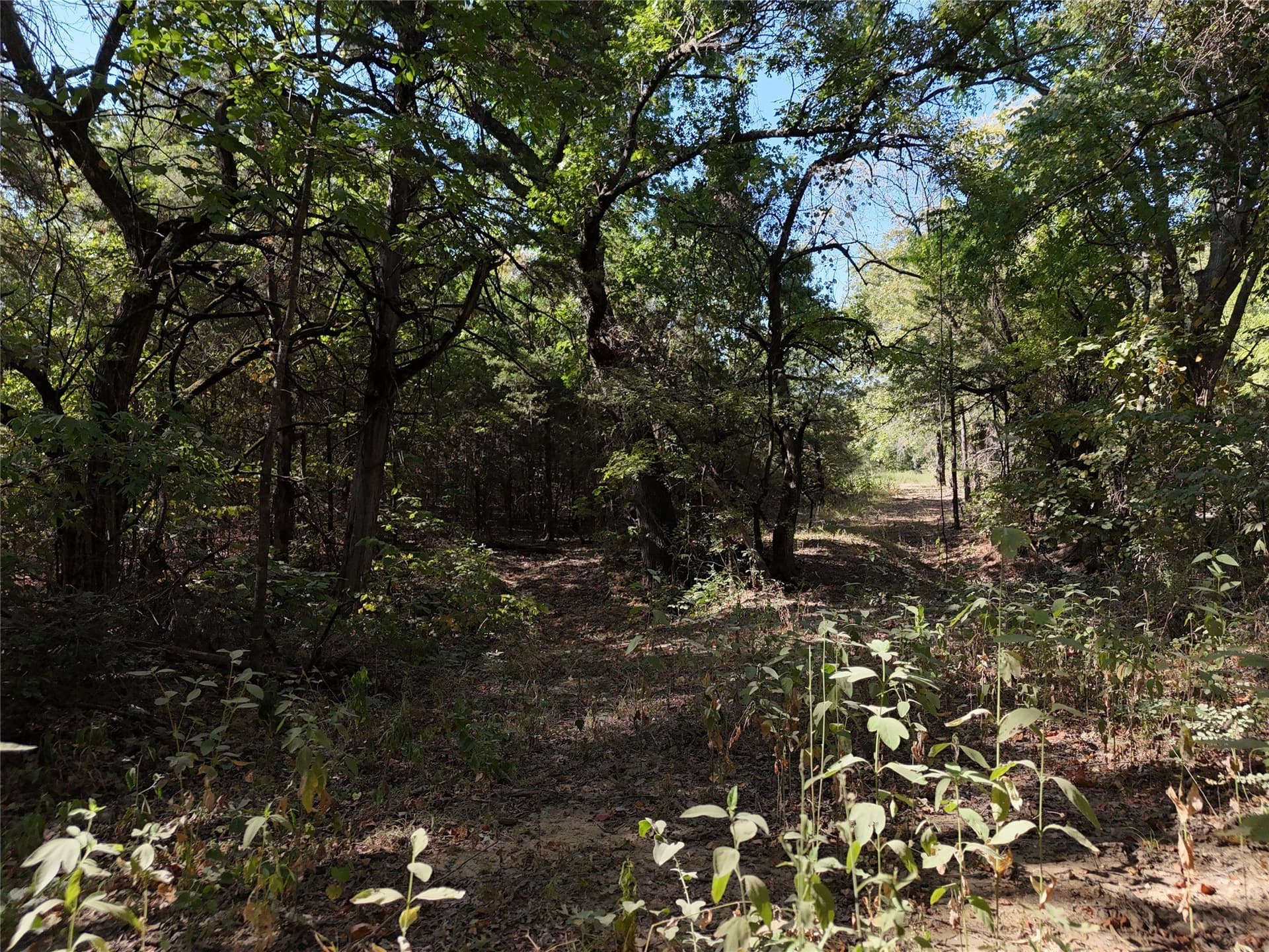 17 acres in Fannin County - photo 8