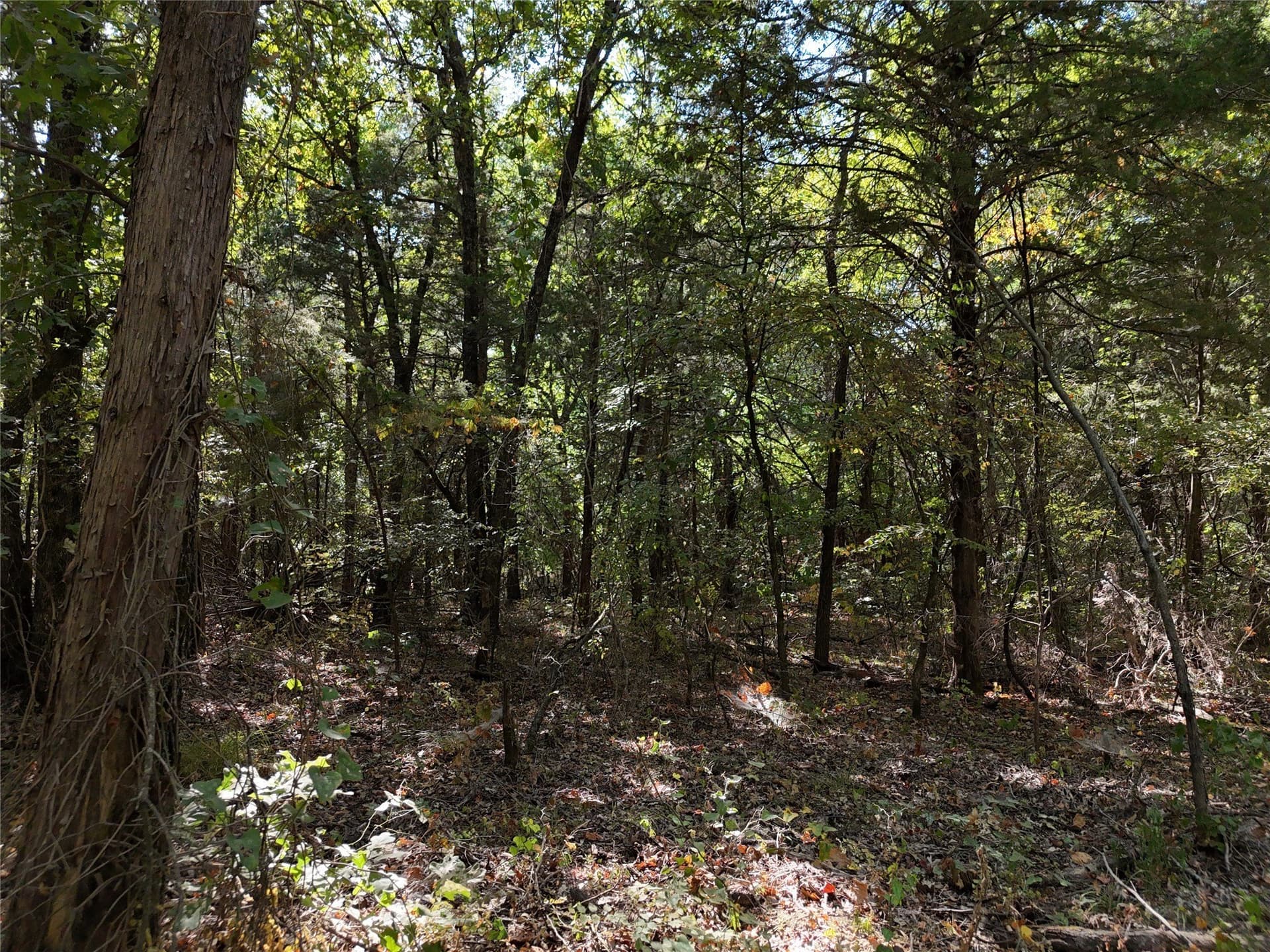 17 acres in Fannin County - photo 7