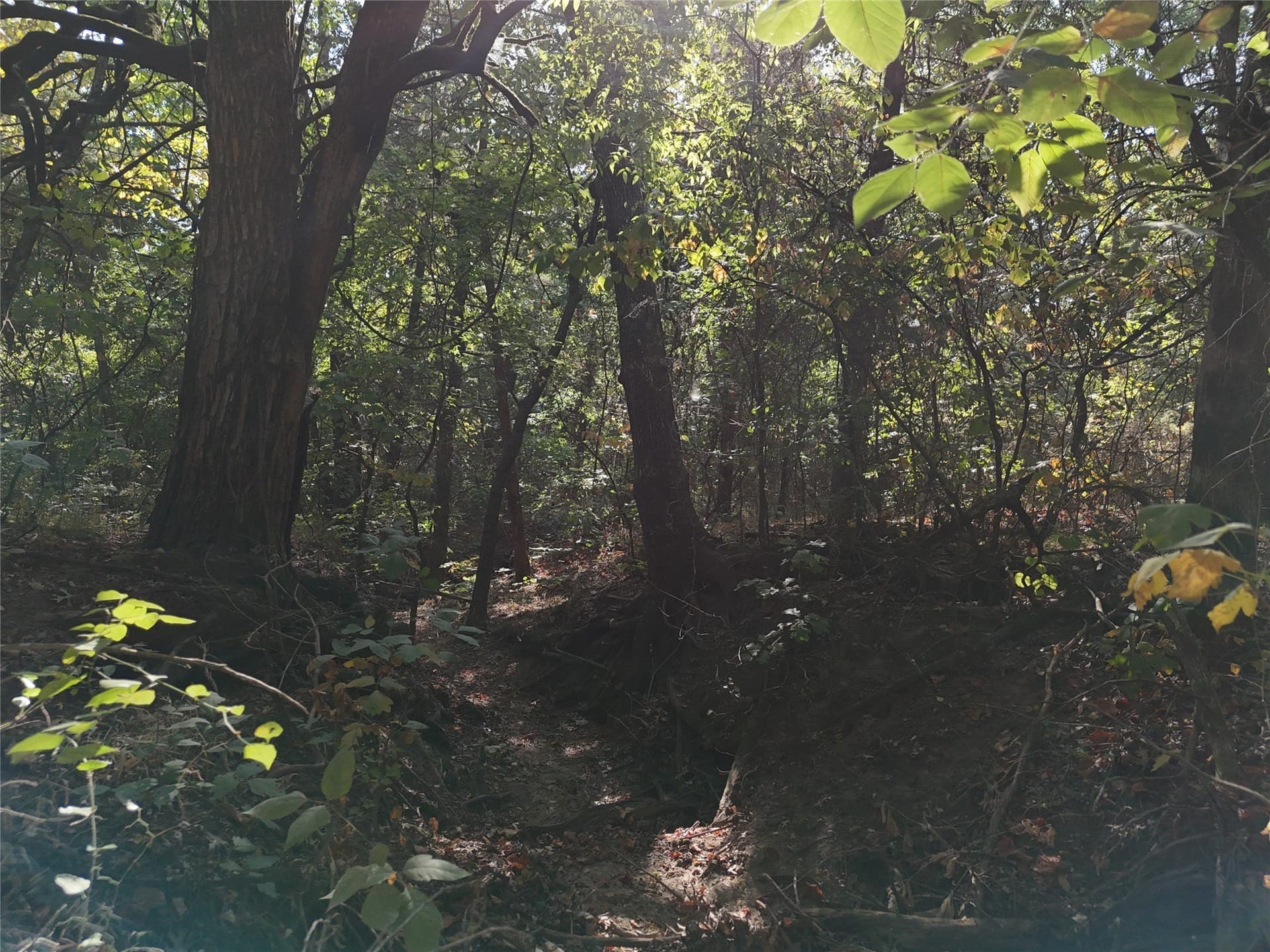 17 acres in Fannin County - photo 12