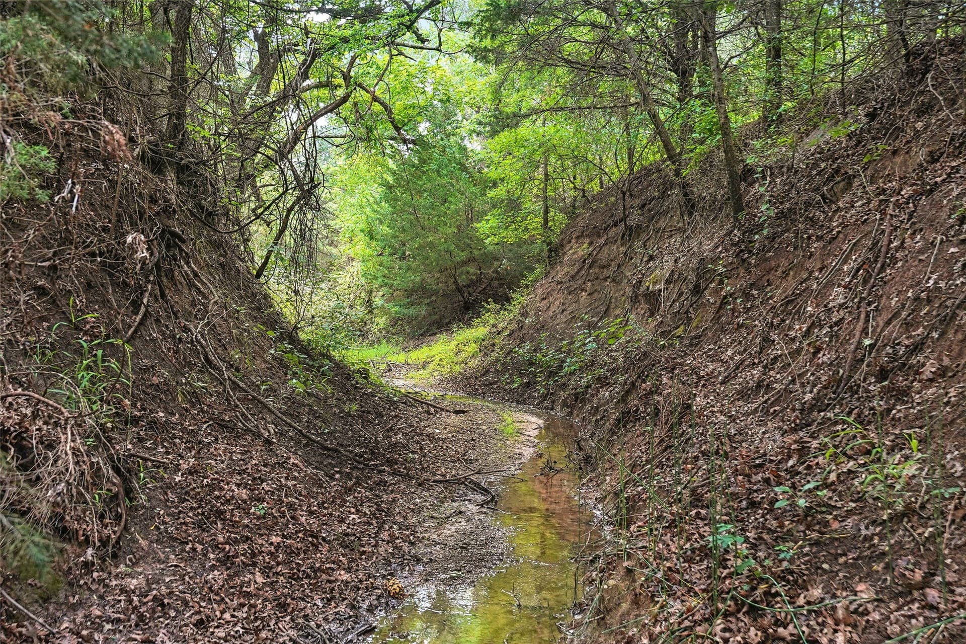 143.02 acres in Montague County gallery image 4