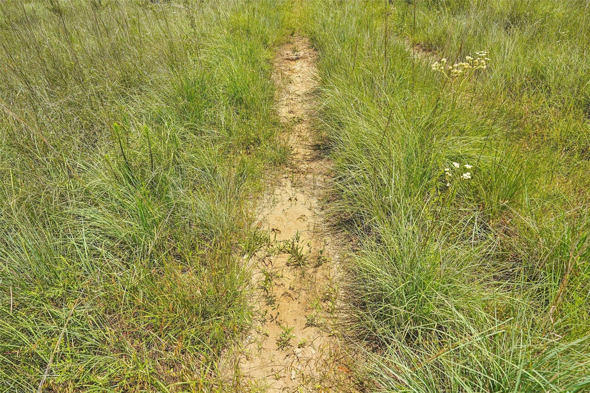 143.02 acres in Montague County - photo 30