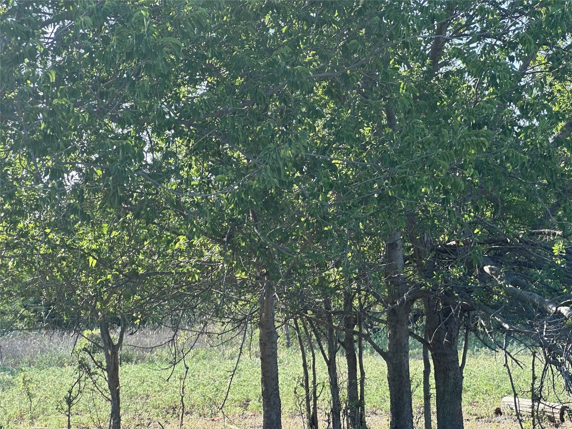 14 acres in Knox County - photo 9