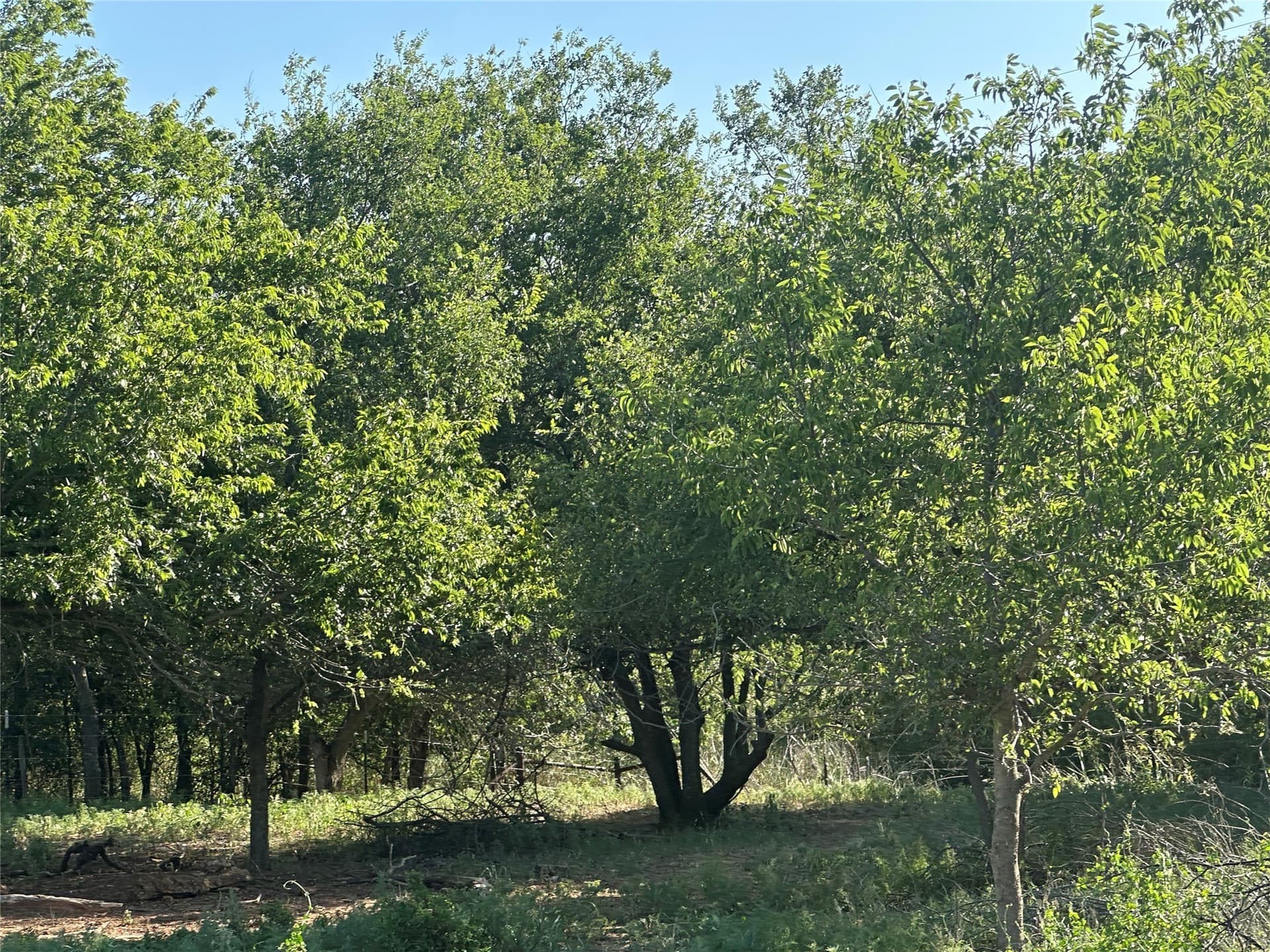 14 acres in Knox County - photo 8