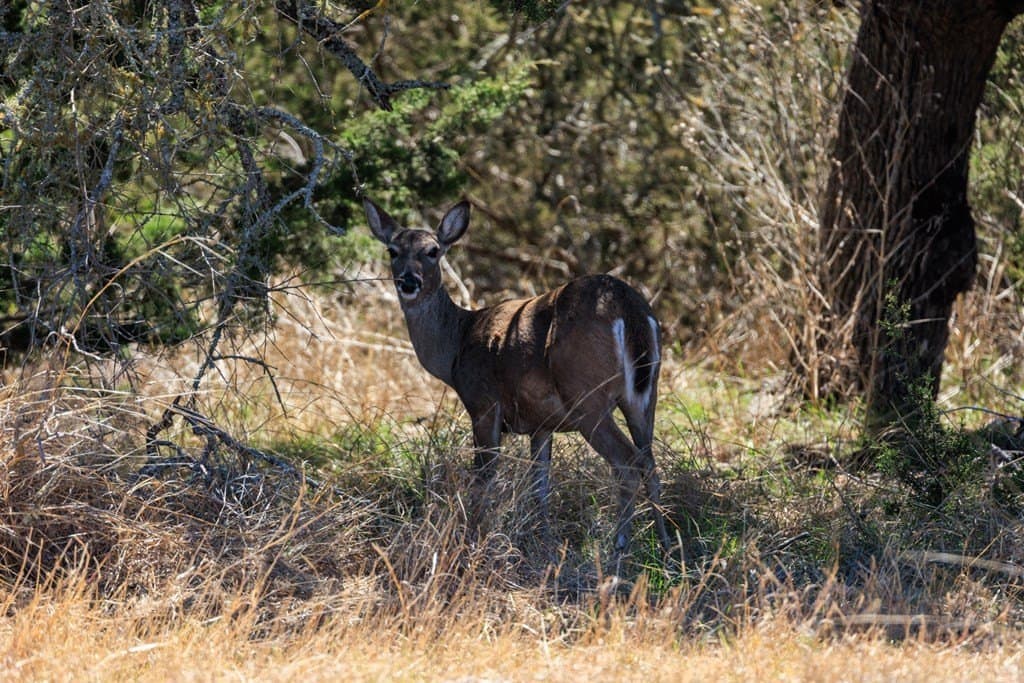 5.01 acres in Gillespie County - photo 8