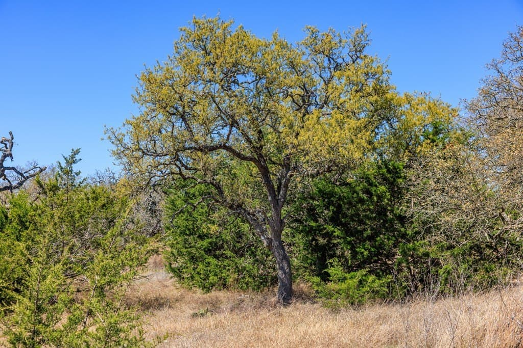 5.01 acres in Gillespie County - photo 11