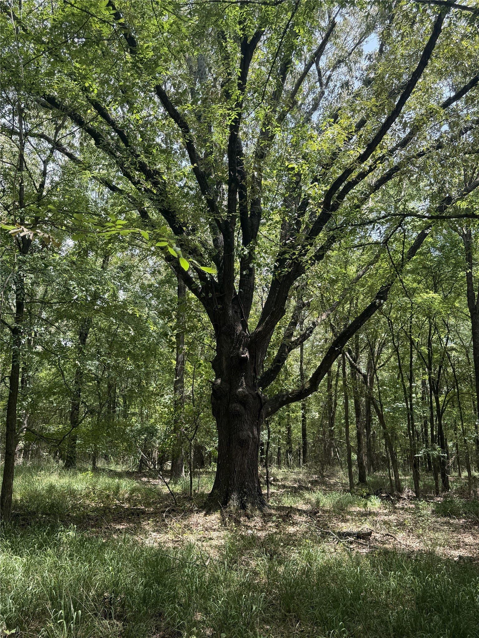 7.48 acres in Wood County - photo 7